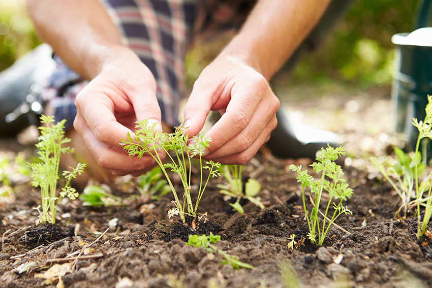 eigen moestuin