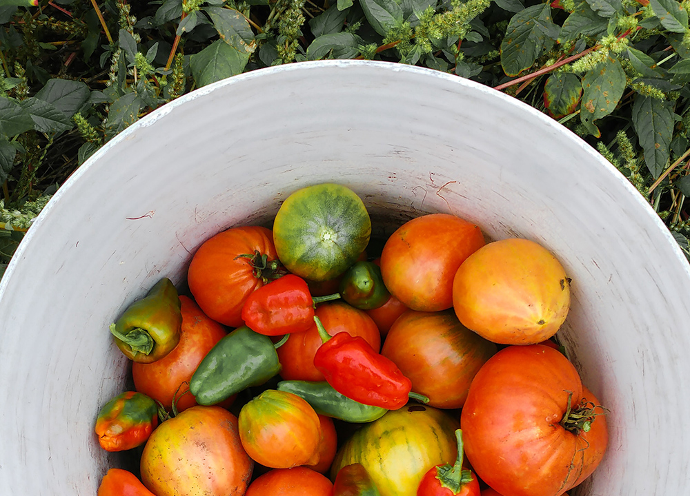 tomatensoort bereiding
