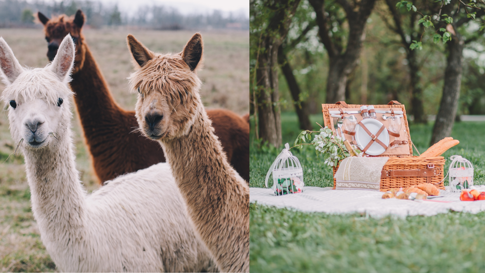 Picknick