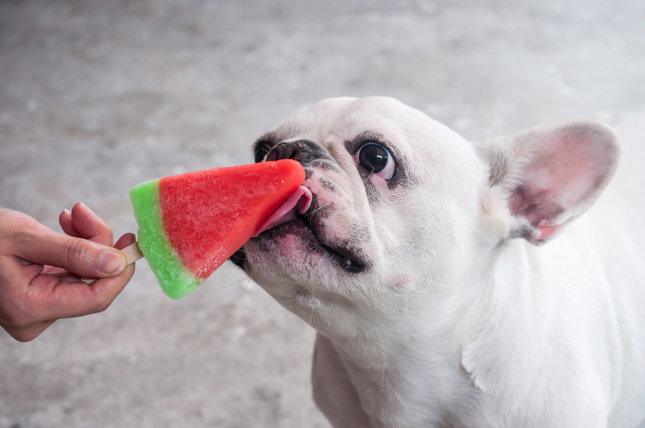 Honden ijsjes