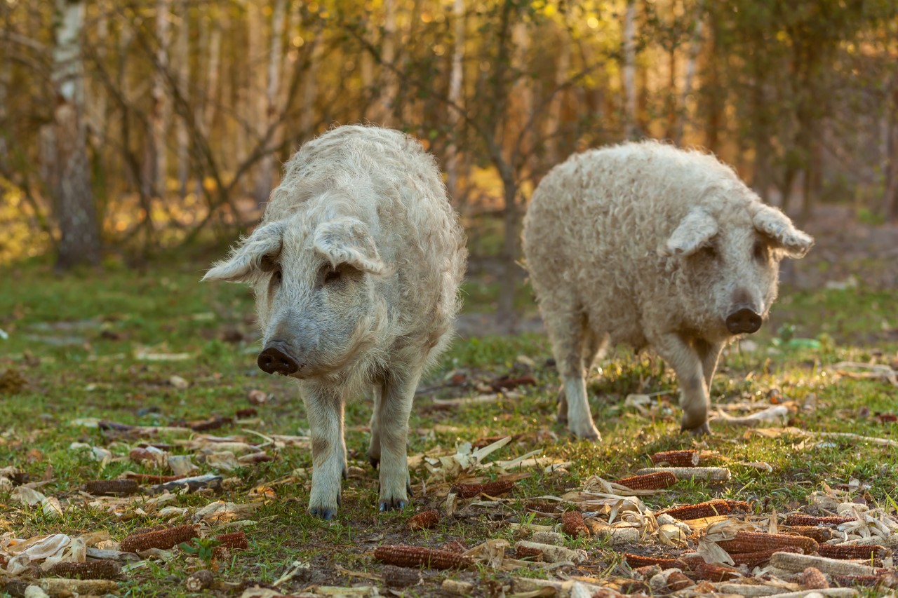 Keurslager Maes-Beliën mangalica