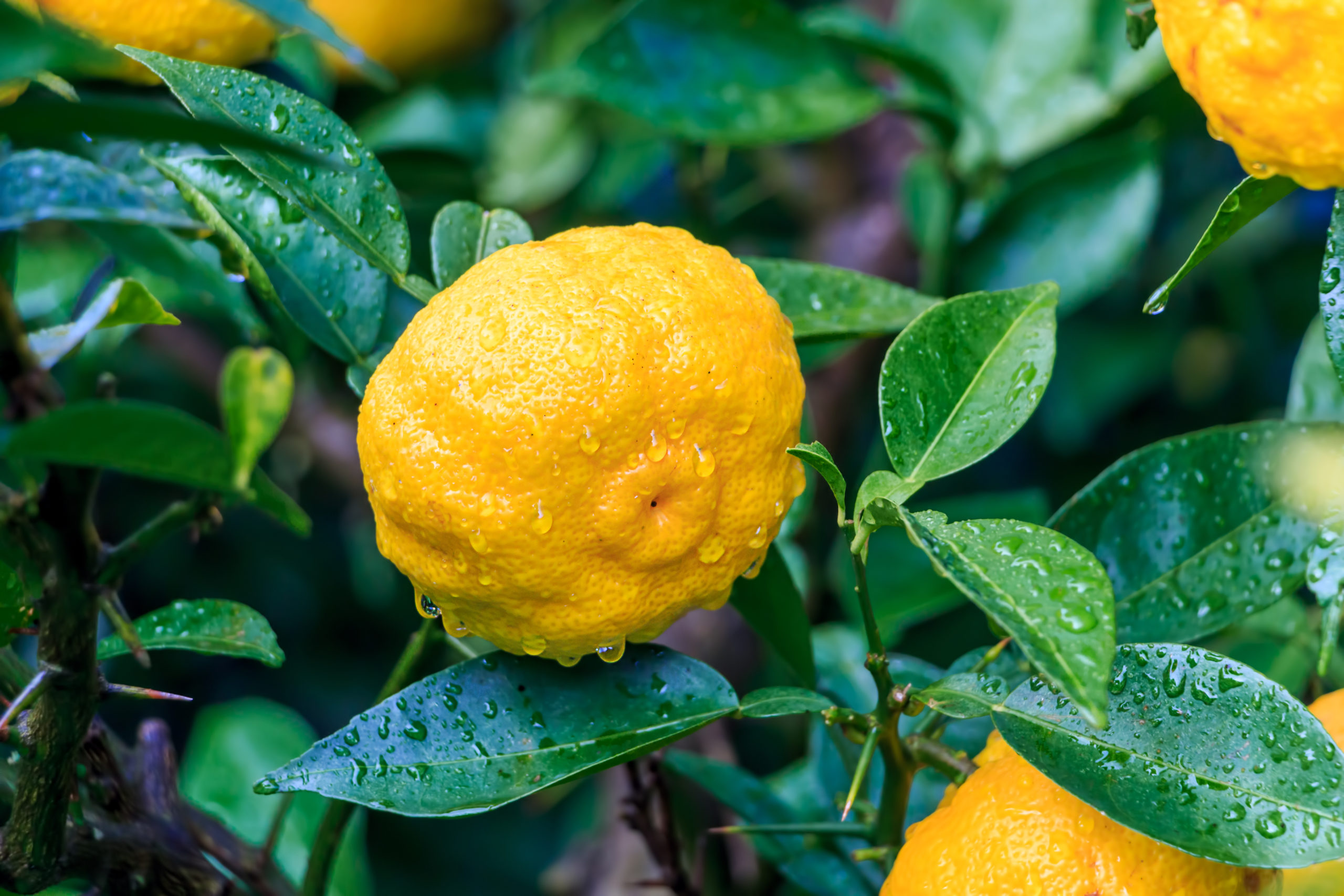 yuzu