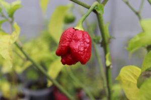 Trinidad scorpion moruga