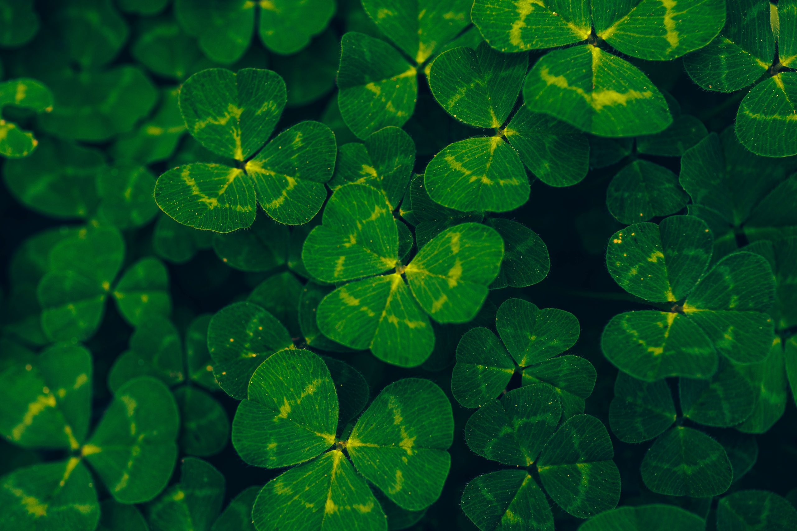 St. Patrick's Day
